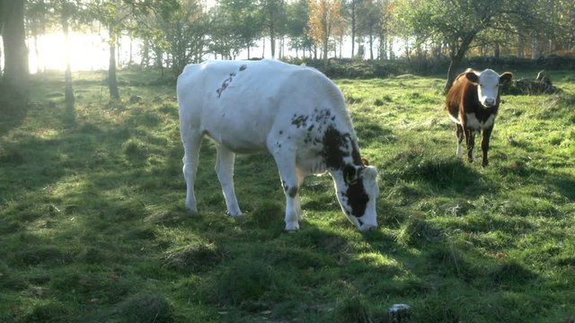 Small scale organic farm in the Swedish countryside, happy cattle on a grazing area. Cattle are breed in a organic way.