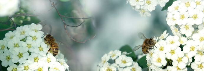  Macro of honey bee on white flower