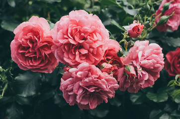 Garden with fresh pink roses, floral natural hipster vintage background