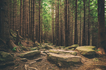North scandinavian pine forest with path and stones, Sweden natural travel outdoors background