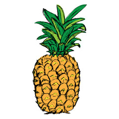 Pineapple. Exotic tropical fruit. Sketch. - 230506315