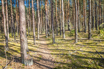 Pine trees in a forest in autumn on a sunny day