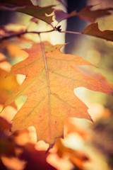 The oak tree in autumn