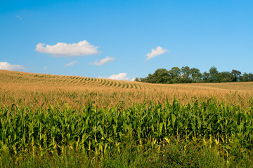 Obraz premium Corn filed