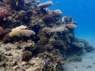 Coral reefs at the bottom