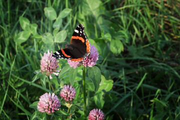 butterfly on clover