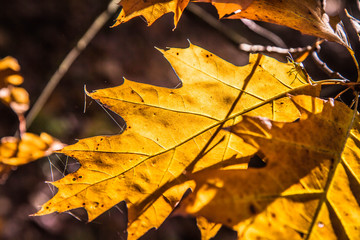 The oak tree in autumn