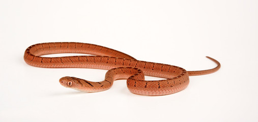Ostafrikanische Eierschlange (Dasypeltis medici) - Eastern Forest Egg-eater,