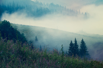 Fototapeta premium Foggy morning summer landscape, amazing hipster background with fir trees