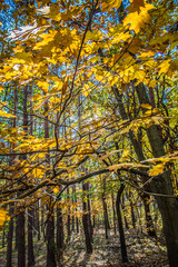 Obraz premium The oak tree in autumn