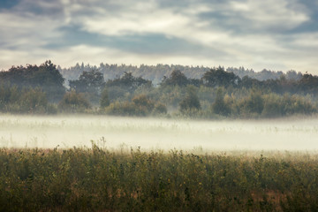 meadow on a misty autumn morning.