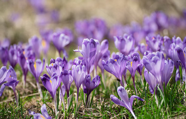 Beautiful violet crocus flowers growing in the grass, the first sign of spring. Seasonal easter background.