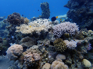 Coral reefs at the bottom