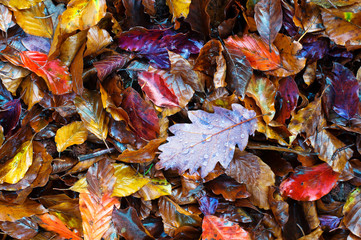 Colorful autumn leaves.