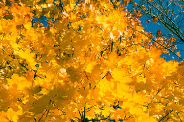 Maple tree in autumn against the sky