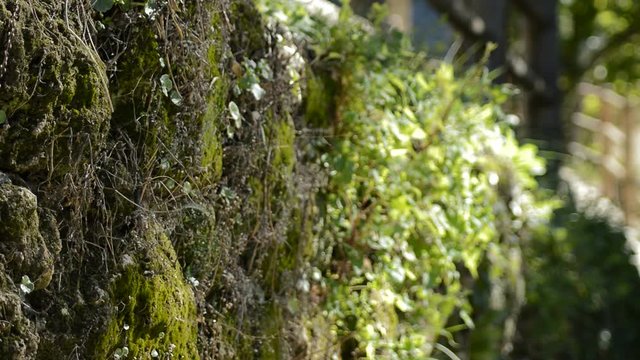 Vegetation in a nature wall a sunny day in the mountain