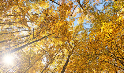 Autumn park forest sky panoramic view with yellow leaves blue heaven sunlight flares through birch trees nature environment outdoor abstract background