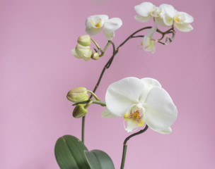 Close up of white phalaenopsis orchid against pink background (selective focus)