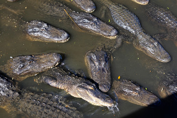 Fototapeta premium A group of Alligators gather near the edge of a pond, St. Augustine Alligator farm, St. Augustine, Florida, USA