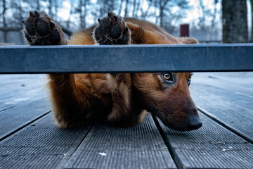 brown dog