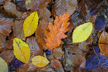 Colorful autumn leaves.