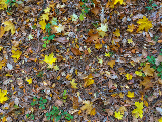 Colorful autumn leaves on the ground in the forest