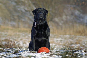 labrador Drako