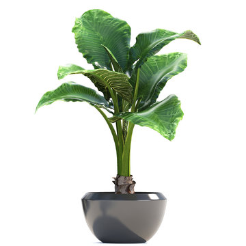 Alocasia Macrorrhiza In A Pot On A White Background