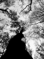 silhouette of a tree