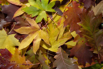 Colorful autumn leaves on the ground in the forest