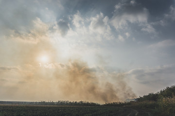 Huge smoke cloud of burning corn field.Burning corn field after the harvest