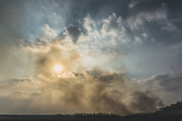 Fototapeta na wymiar Huge smoke cloud of burning corn field.Burning corn field after the harvest