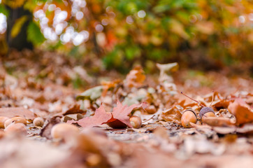 Autumn forest background with yellow leaves and oak acorns closeup.