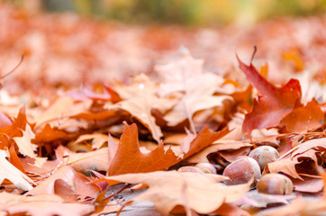 Autumn forest background with yellow leaves and oak acorns closeup.
