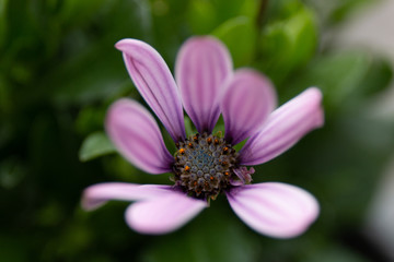 Obraz premium Pinke Blume