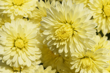 Bright colored chrysanthemum flowers as a background