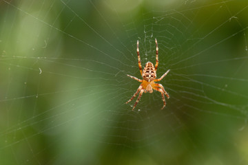 Die Spinne