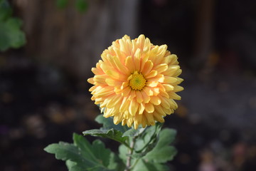 Bright colored chrysanthemum flowers as a background