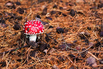 Mushroom Amanita in its habitat. Mushroom Amanita on natural background, close up. 