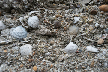 Fototapeta na wymiar Pebble and stones on beach sand