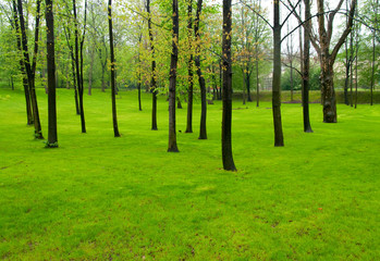 trees in the park
