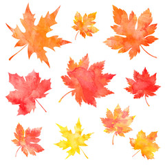 Fototapeta premium autumn maple leaves