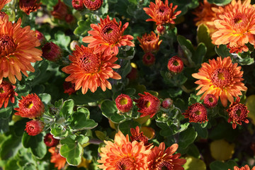 Bright colored chrysanthemum flowers as a background