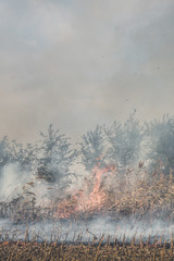 Obraz na płótnie Canvas Fire set on corn field.Burning corn field after the harvest