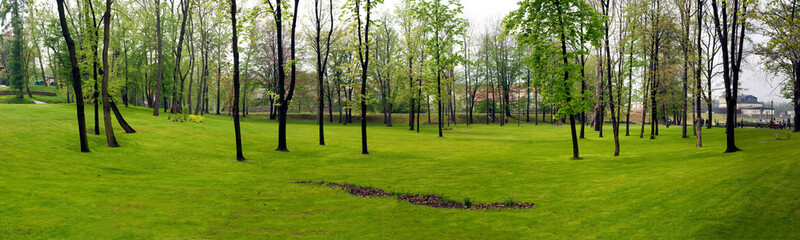 trees in the park