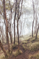 Hawaii Na Pali Forest