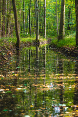 Reflections of trees in a forest pond