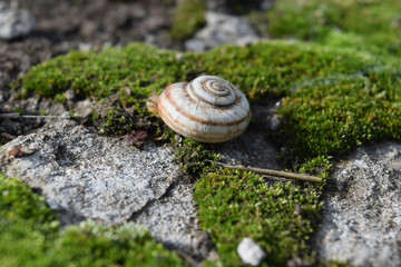 Snail crawling on moss. Macro photography in natural habitat.