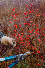 A man harvesting winterberries. Ilex verticillata is a deciduous shrub native to eastern North America.