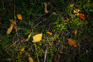 Autumn ground texture. Green juicy grass and autumn leaves of various sizes. Sunlight falls on the ground and forms light-shadows.